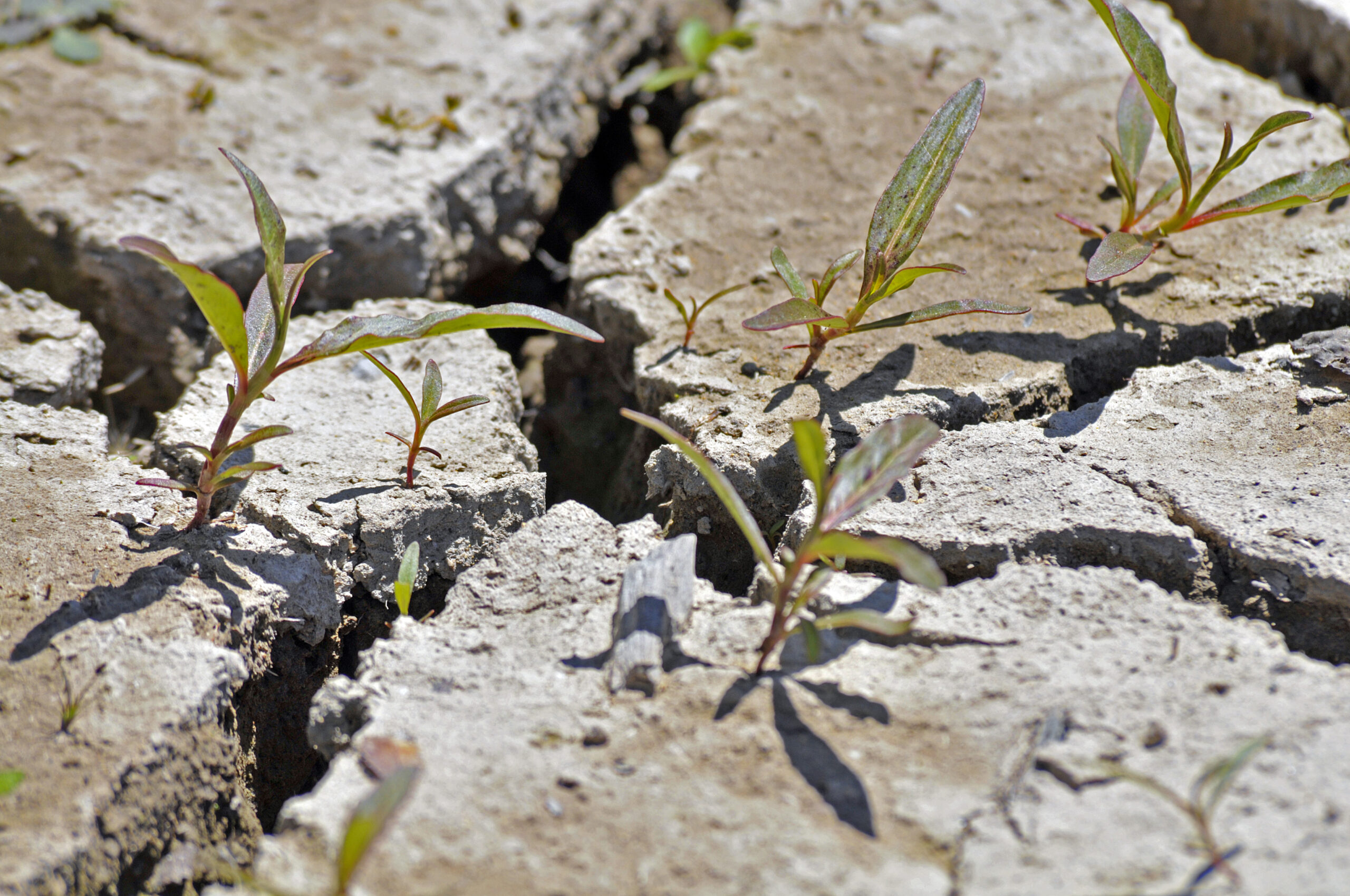 The Power of Humus: How Humic Acids Help Create Fertile Soil