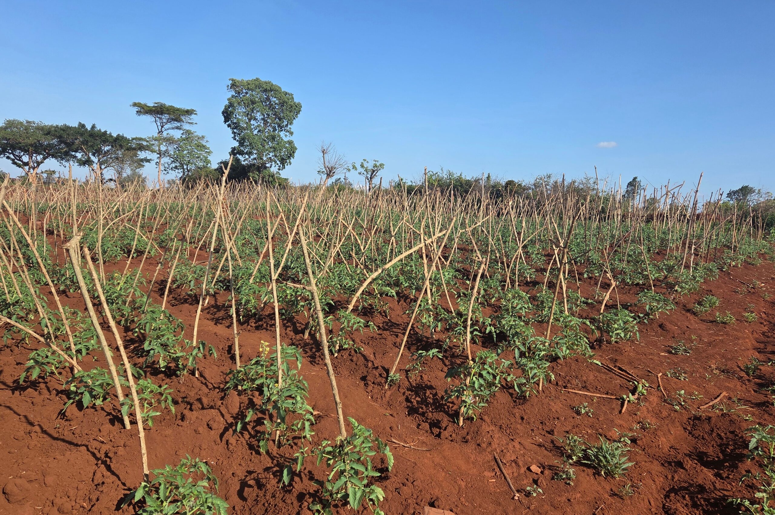 Humic Acid-Based Soil Solutions in East Africa