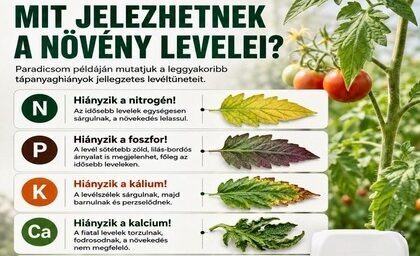 What Can Plant Leaves Indicate?