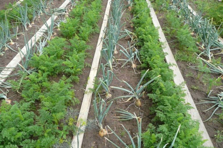 Companion Planting in the Garden and on the Farm: Supporting Plant Growth Naturally